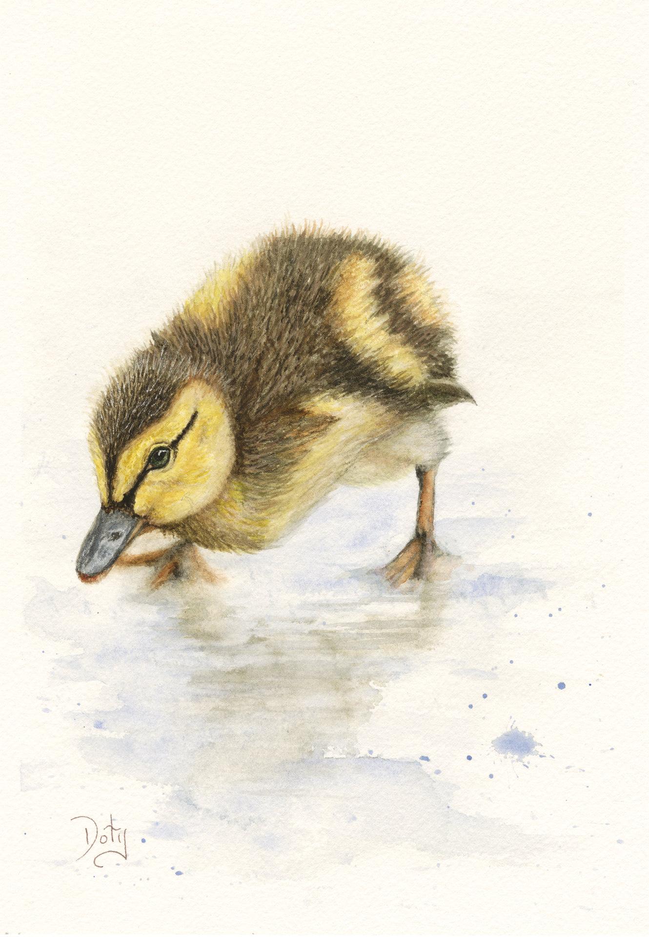 #713A Baby Duck in Watercolor Pencils, 1 day mini-session, November 29 ...