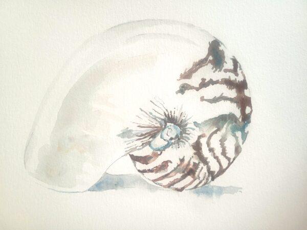 #W722A Nautilus Shell in Watercolor, 1/2 Day Mini Session, Monday, May 12, 9:30 - 12:00PM