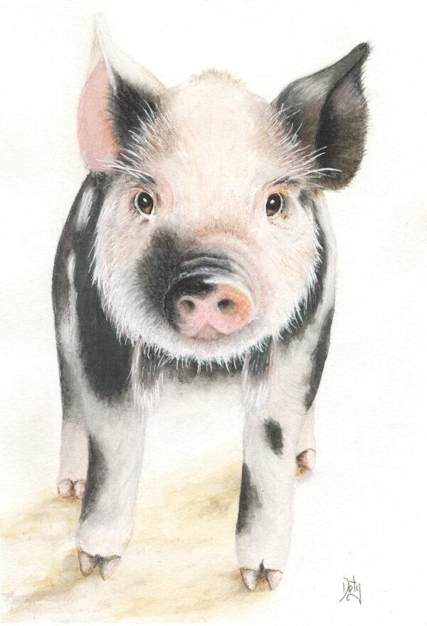 #W724A Baby Pig in Watercolor Pencils, 1 Day Mini-Session, Tuesday, April 22, 9:30 - 3:30PM