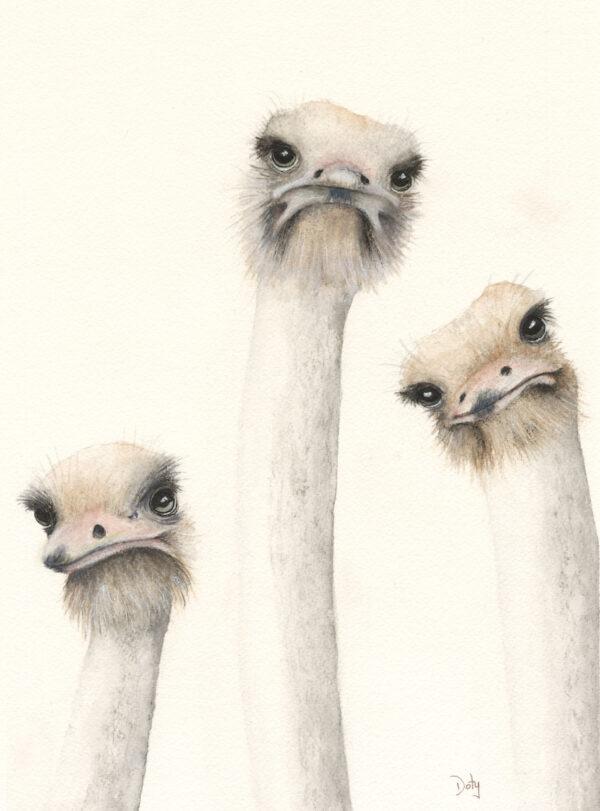 #W707B Three Ostriches with Attitude in Watercolor Pencils, 1 Day Mini-Session, Thursday, April 3, 9:30 - 3:30PM