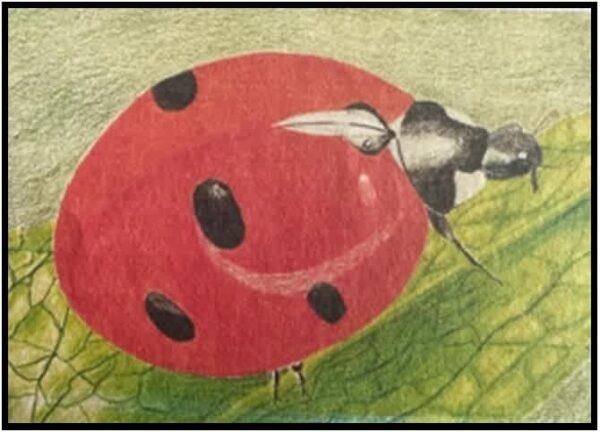 #S25-506A, Colored Pencil Close-Ups, 5 Weeks, Thursdays, June 5 - July 3, 1:00 - 3:30PM