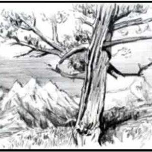 #S25-504A, Landscape Elements: Pencil Sketches, 5 Weeks, Tuesdays, June 10 - July 8, 9:30 - 12:00PM
