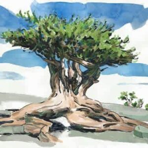 #S25-706A, Landscape Elements: Watercolor Sketches, 5 Weeks, Tuesdays, June 10 - July 8, 1:00 - 3:30PM