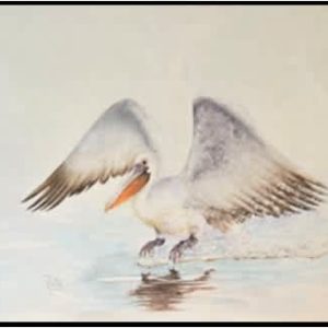 #F25-706A Pelican Landing, Instructor: Barbara Doty, 3 Weeks, Tuesday December 2-16, 9:30 AM—12:00 PM,