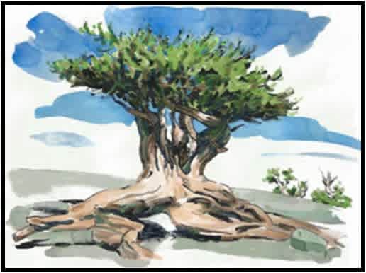 #F25-709B Landscape Elements: Watercolor Sketches  Instructor: Gary Maria, 5 Weeks, November 18-December 16, 1:00—3:30 PM