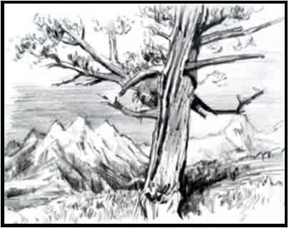 F25-506B: Landscape Elements: Pencil Sketches Instructor: Gary Maria, 5 Weeks, Tuesdays, November 18-December 16, 9:30 AM-12:00 PM