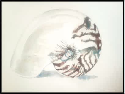 #F25-122B, Watercolor Nautilus Shell, 1/2 Day Mini-Session, Thursday, December 4,1:00 - 3:30PM