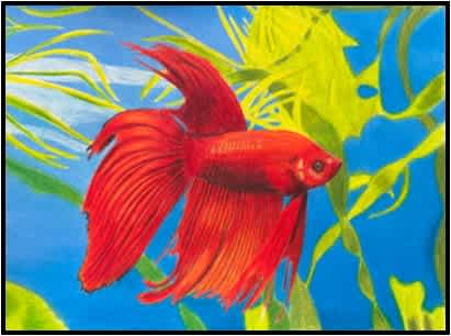 F25-508C: Colored Pencil Close Ups For Beginners & Beyond,  4 Weeks, Thursdays, November 6 -  December 4 , ( No Class 11/27)1:00-3:30 PM