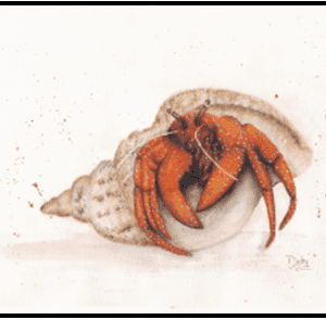 W26-707A Hermit the Crab, 1-day mini-session Friday April 10,  9:30 - 3:30 PM