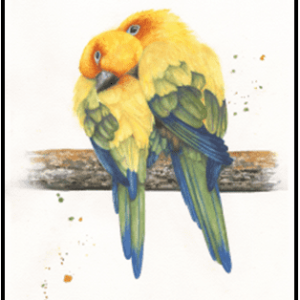 W26-703A Lovebirds, 1-day mini-session Wednesday January 28,  9:30 - 3:30 PM