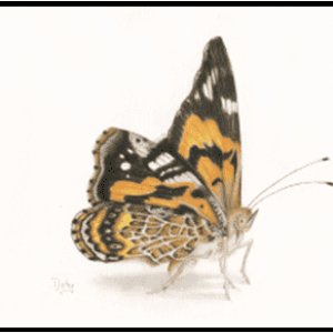 W26-706A Painted Lady, 1-day mini-session Tuesday March 24,  9:30 - 3:30 PM