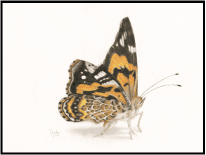 W26-706A Painted Lady, 1-day mini-session Tuesday March 24,  9:30 - 3:30 PM