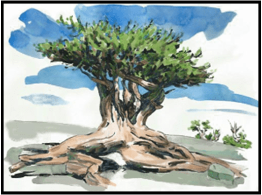 W26-712B Landscape Elements: Watercolor Sketches 5 Weeks, Tuesday April 21 - May 12, 9:30 - 12:00 PM