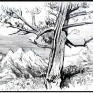 #W26-506B, Landscape Elements: Pencil Sketches, 4 Weeks, April 21 - May 12 1:00 - 3:30PM