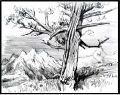 #W26-506B, Landscape Elements: Pencil Sketches, 4 Weeks, April 21 - May 12 1:00 - 3:30PM