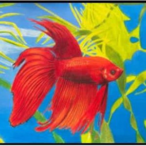 #W26-508B, Colored Pencil Close Ups For Beginners & Beyond, 4 Weeks, Thursday, April 2 - 30, 1:00 - 3:30PM