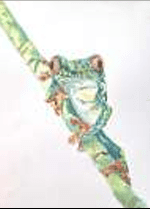 #W26-133A, Tree Frog Watercolor, 1/2 Day Mini Session, Thursday, March 19, 1:00 - 3:30PM