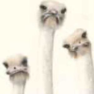 #SWP26-1002A, Three Ostriches w/Attitude in Watercolor Pencils, 1 day mini-session, Tuesday, February 3, 9:30am-3:30pm