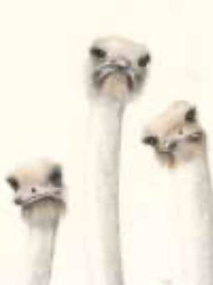 #SWP26-1002A, Three Ostriches w/Attitude in Watercolor Pencils, 1 day mini-session, Tuesday, February 3, 9:30am-3:30pm