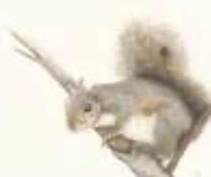 #SWP26-1003A, Squirrel Sitting in a Tree in Watercolor Pencils, 1-Day Mini-Session, Tuesday April 7, 9:30 AM - 3:30 PM