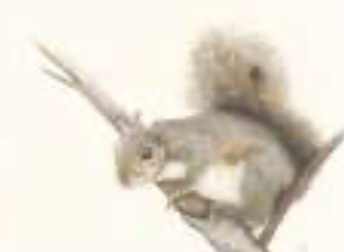 #SWP26-1003A, Squirrel Sitting in a Tree in Watercolor Pencils, 1-Day Mini-Session, Tuesday April 7, 9:30 AM - 3:30 PM