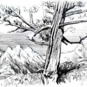 #S26-505A,Landscape Elements: Pencil Sketches  5 Weeks, June 2 - June 30, 9:30 - 12:00PM