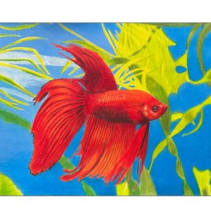 #S26-506A, Colored Pencil Closeups For Beginners and Beyond,  4 Weeks, June 11 - July 9, 9:30 - 12:00PM