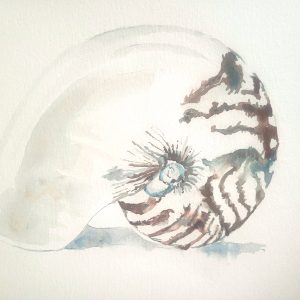 #S26-110A, Watercolor Nautilus Shell, 1/2 day Mini Session, July 13, 1:00 - 3:30PM