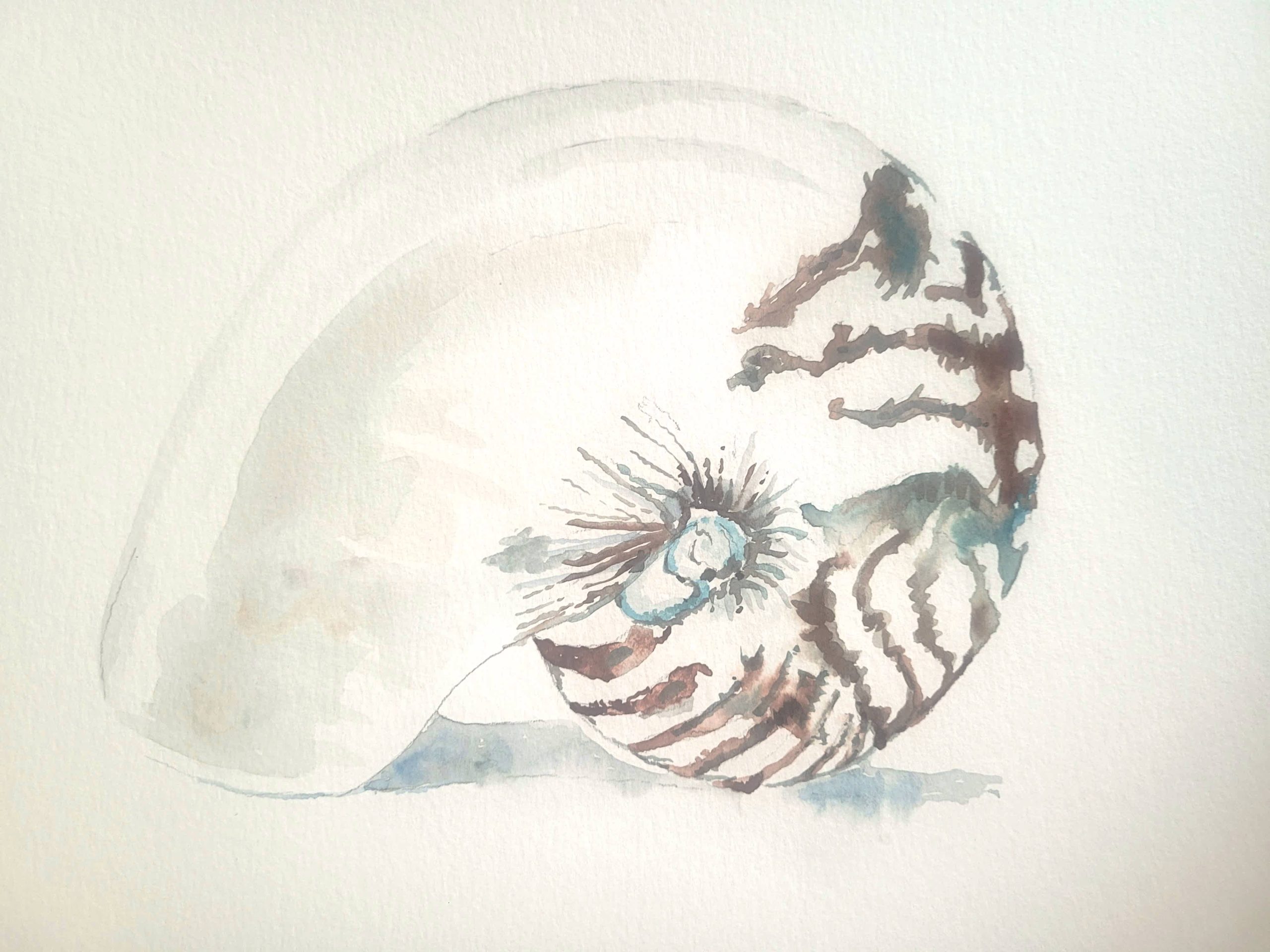 #S26-110A, Watercolor Nautilus Shell, 1/2 day Mini Session, July 13, 1:00 - 3:30PM