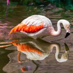 #F26-302B, Adobe Lightroom Updated, 2 Day Mini-Session, December 9 & 16, 1:00 - 3:30PM