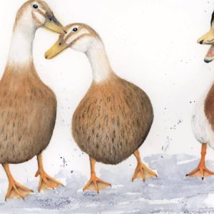 #F26-805A, Duck Conversation, 1 Day Mini-Session, Monday, November 23, 9:30 AM- 3:30 PM