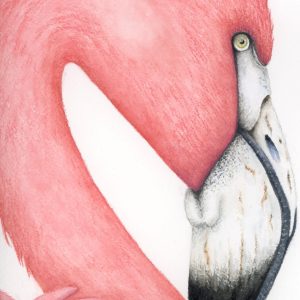 #F26-803A,  Flamingo Portrait, 1 Day Mini-Session, Monday, October 19, 9:30 AM- 3:30 PM