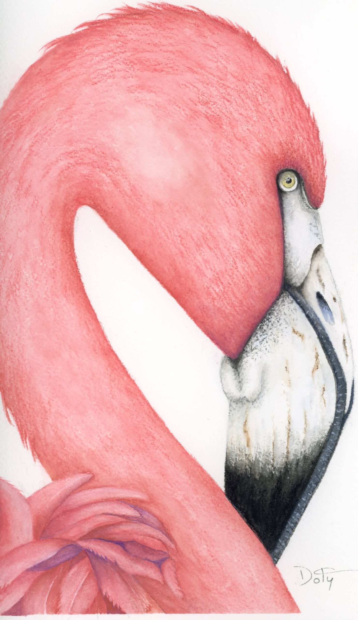 #F26-803A, Flamingo Portrait, 1 Day Mini-Session, Monday, October 19, 9:30 AM- 3:30 PM