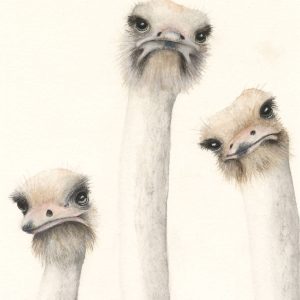 #F26-804A,  Ostriches with Attitude, 1 Day Mini-Session, Monday, December 7, 9:30 AM- 3:30 PM