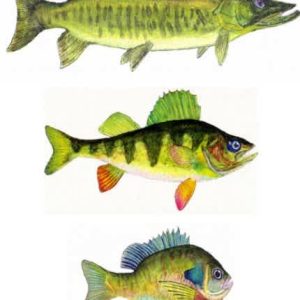 3 Fish