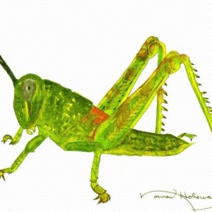 Green Hopper