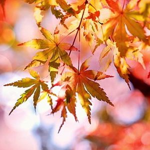 Fall Members Show- Member 1pc