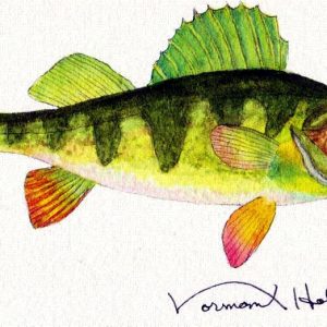 Yellow Perch