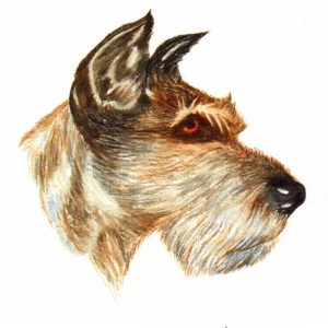 Schnauzer